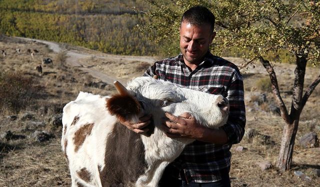 Yörük Ömer, dede mirası hayvancılığı Erciyes'in eteklerinde tek başına yapıyor