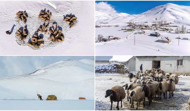 Vanlı besiciler hayvanları için çetin kış şartlarına göğüs geriyor