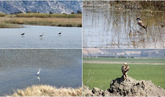 Göç yolu üzerindeki Hatay'da bahar döneminde 233 kuş türü gözlemlendi