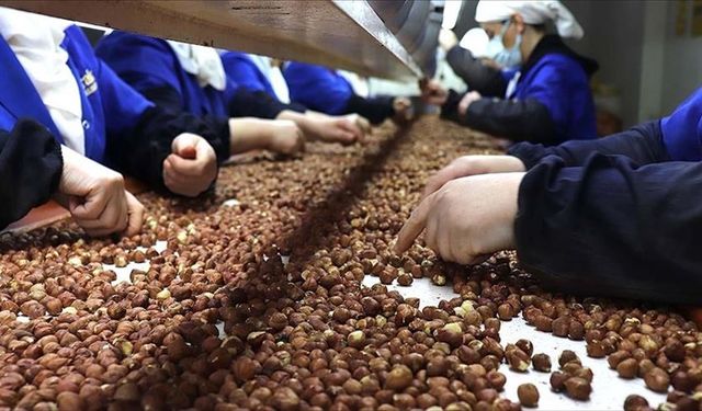 Türkiye'nin fındık ihracatının yüzde 36'sı Trabzon'dan yapıldı