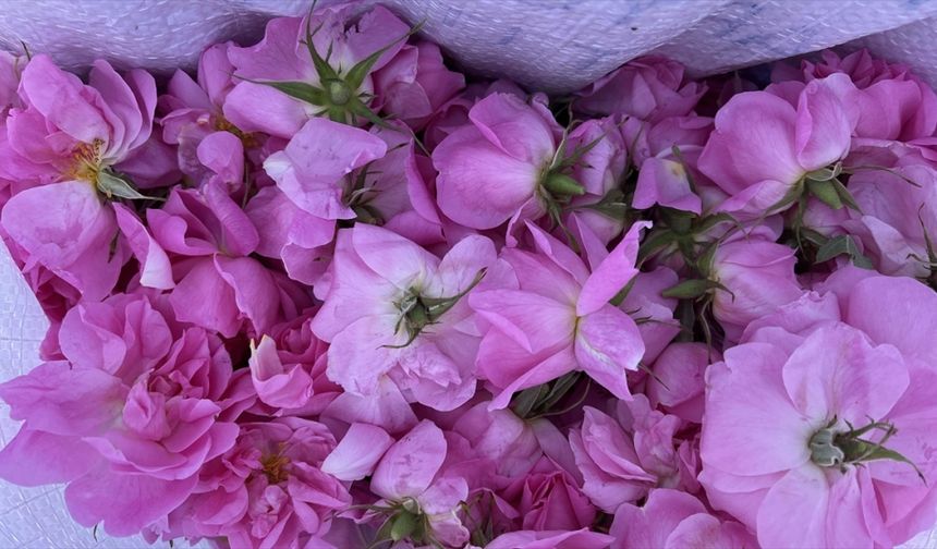 Isparta'da gül çiçeği alım fiyatı 24 lira 25 kuruşa yükseltildi