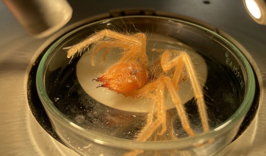 Prof. Dr. Hakan Demir'den örümceğe benzeyen "sarıkız" ısırığı uyarısı