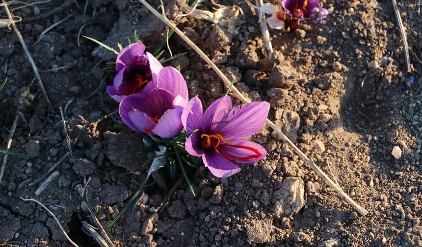 Yozgat'ta 5 dekar alanda deneme ekimi yapılan safranın hasadına başlandı