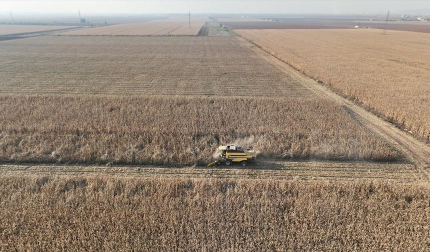 Mardin Ovası'nda biçerdöverler 2 milyon ton mısır rekoltesi için çalışıyor