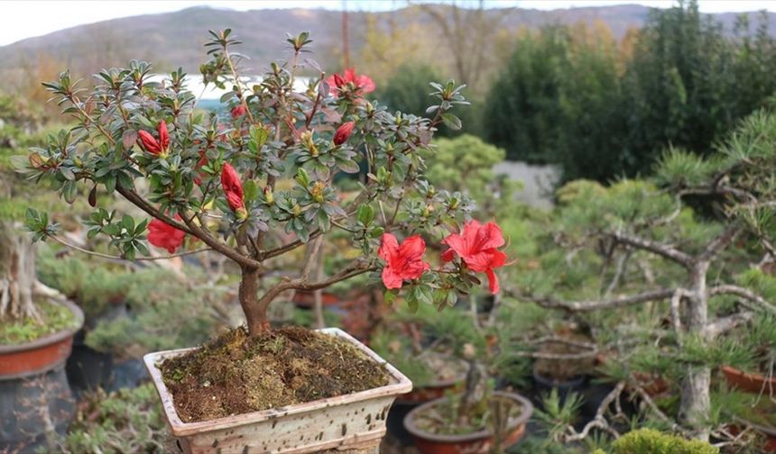 Türkiye'nin ilk "bonsai müzesi" Yalova'da kuruluyor