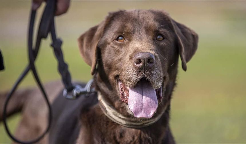 Arama kurtarma köpeği "Moka" her gün 3 saatlik eğitimle olası afetlere hazırlanıyor