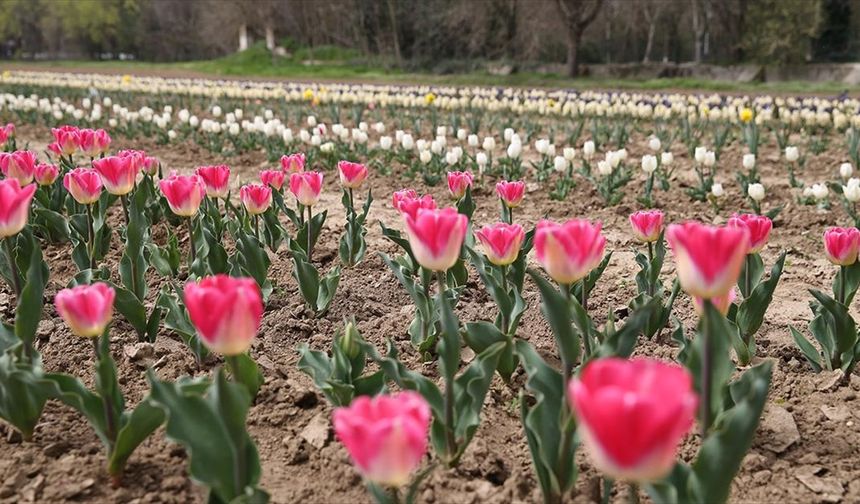 Edirne'de tarımsal çeşitlilik çiçek soğanı yetiştiriciliğiyle artırılacak