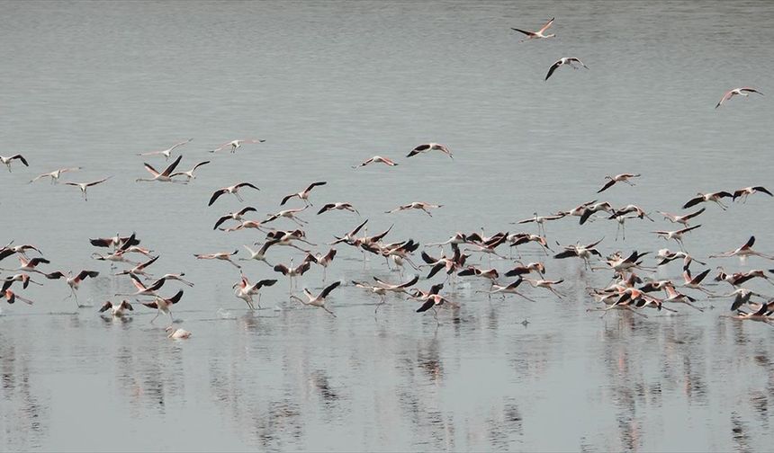 Ilıman geçen kış mevsiminde flamingolar Gelingüllü Barajı'na erken geldi