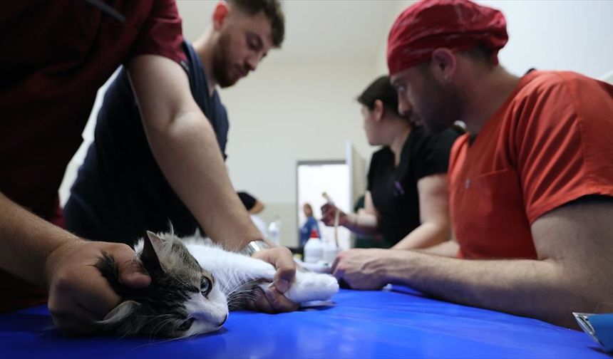 Yaban hayvanı uzmanı veterinerler tedavinin her aşamasında hayvanlarla ilgileniyor