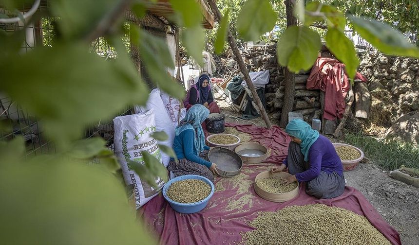 Tunceli'de 1500 dekarda üretilen tescilli dut, köylülerin geçim kaynağı oldu