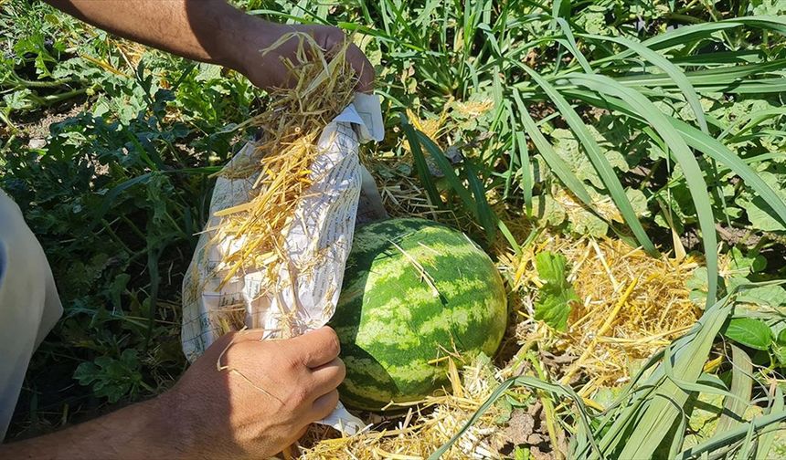 Üreticiler karpuzu aşırı sıcaktan gazete ve samanla koruyor