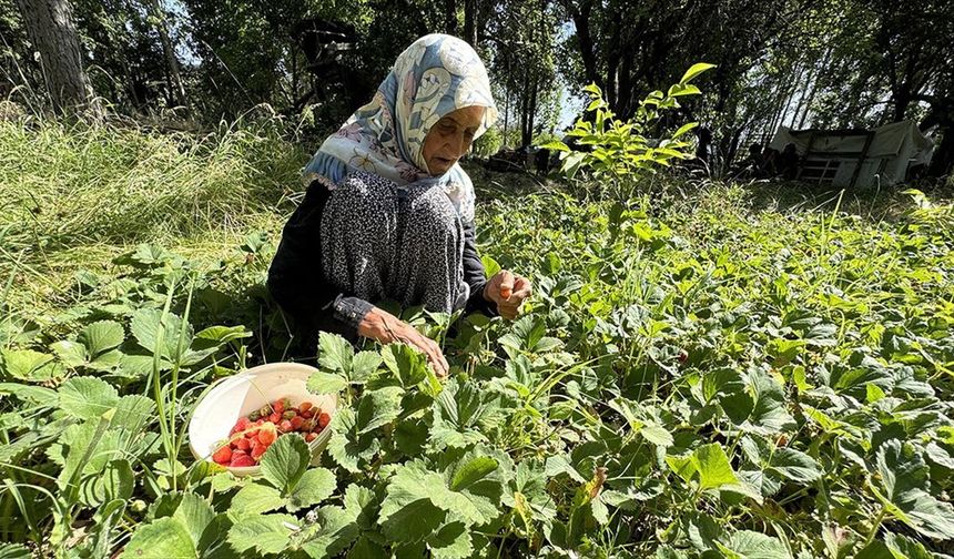 Asırlık İmoş nine bahçesinden kopamıyor