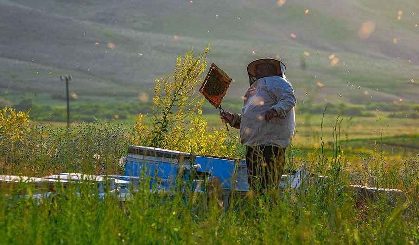 Faraşin Yaylası gezgin arıcıların sabit durağı oldu