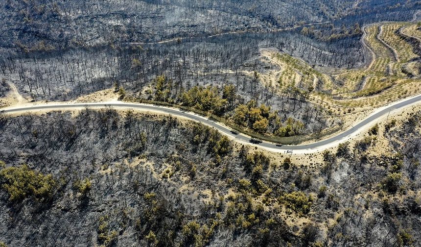 İklim krizi yangın rejimini değiştirirken orman yangınları ısınmayı artırıyor