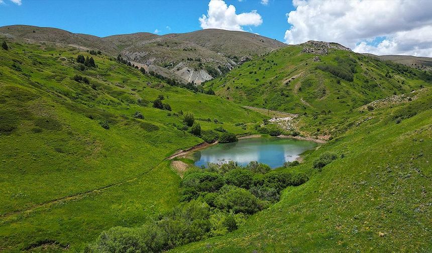 Kop Dağı zengin bitki örtüsü ve endemik türleriyle öne çıkıyor