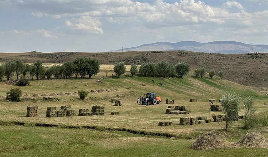 Ağrı'da çiftçiler hayvanlarının kışlık yem ihtiyacını karşılamak için yoğun mesaide