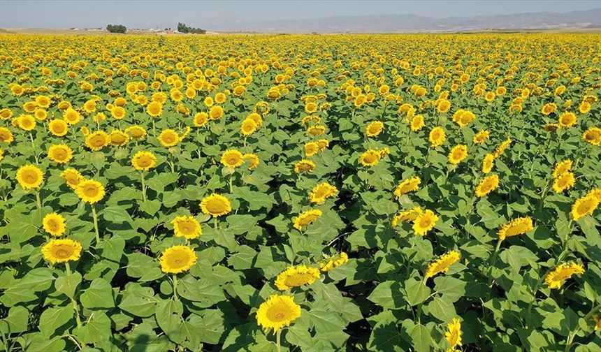 Ağrı'da hasada hazırlanan ayçiçeği tarlaları sarıya büründü