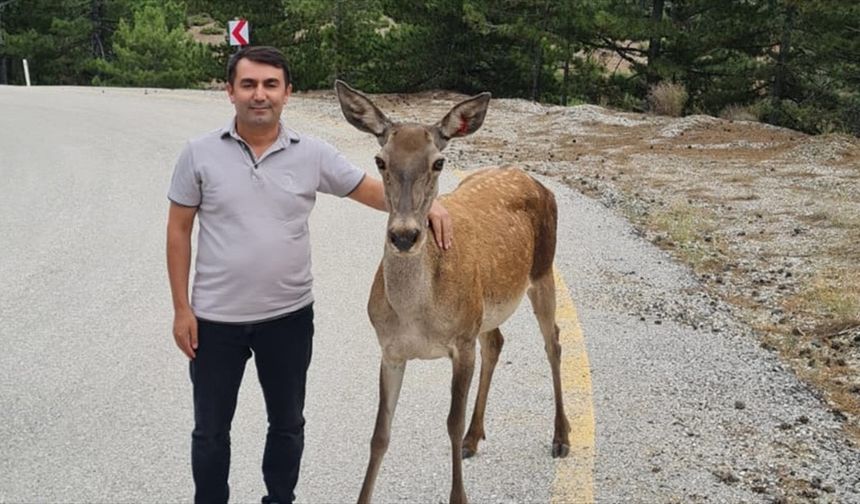 Salda Gölü çevresine salınan kızıl geyikler görüntülendi