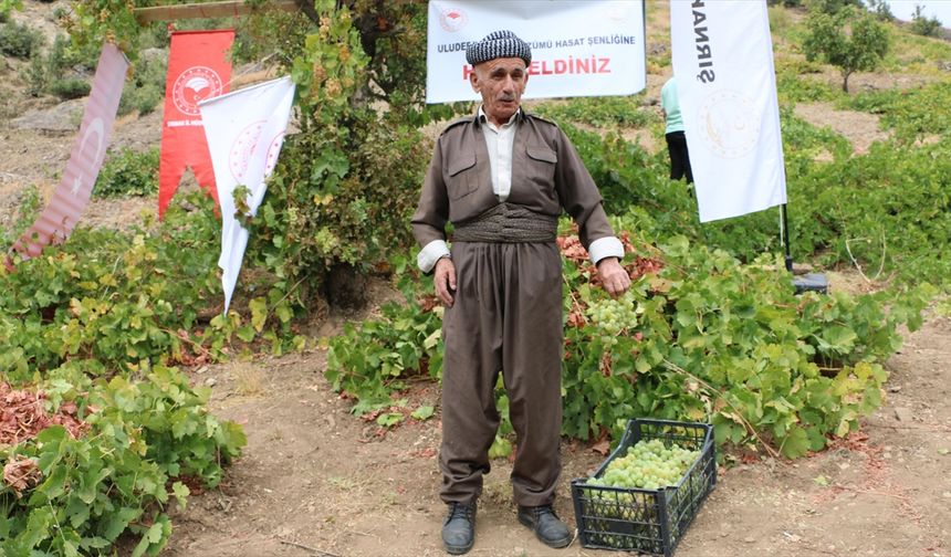 Şırnak'ta "Behdini Üzümü Hasat Şenliği" düzenlendi