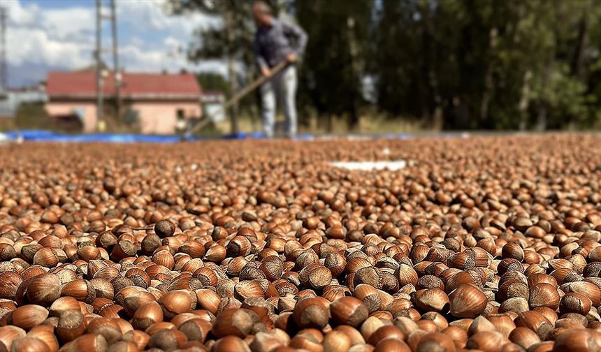 Ticaret borsalarında 403 bin tonu aşkın fındık işlem gördü