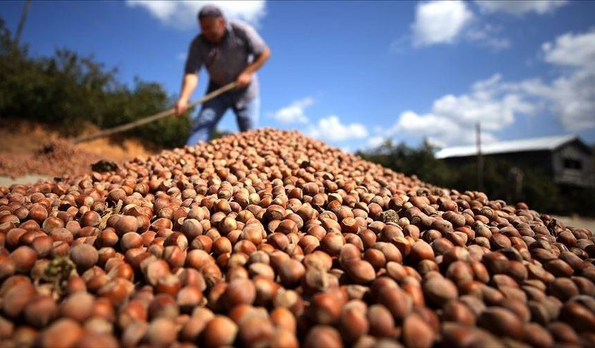 Türk fındığı geçen sezon 124 ülkede alıcı buldu