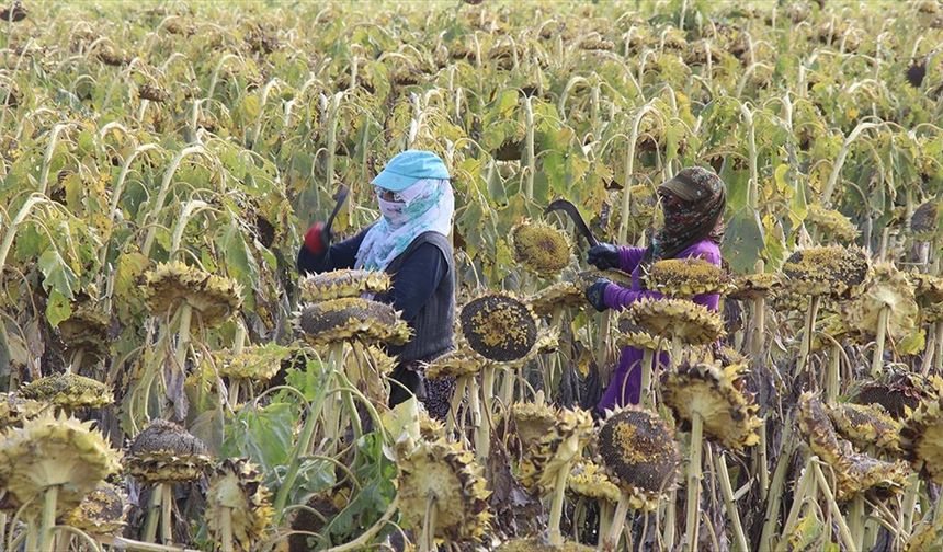 Ağrı Ovası'nda yetiştirilen çerezlik ayçiçeğinin hasadı devam ediyor