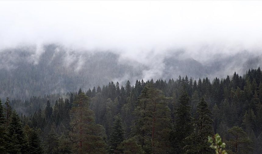 Ilgaz Dağı'nda sis etkili oldu