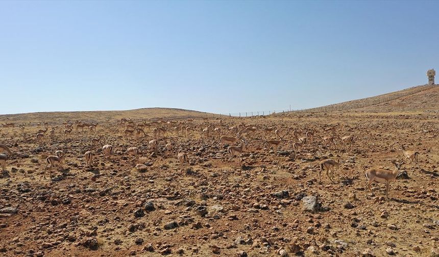 Şanlıurfa ve Şırnak dağlarındaki ceylanların sayısı artıyor