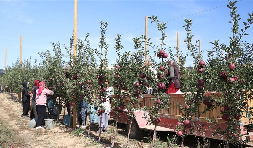 Sıcaklık ve kuraklık Niğde'de elma üretimini olumsuz etkiledi