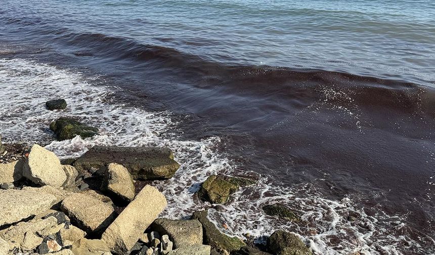 Tekirdağ'da lodos nedeniyle sahilde kırmızı yosun birikti