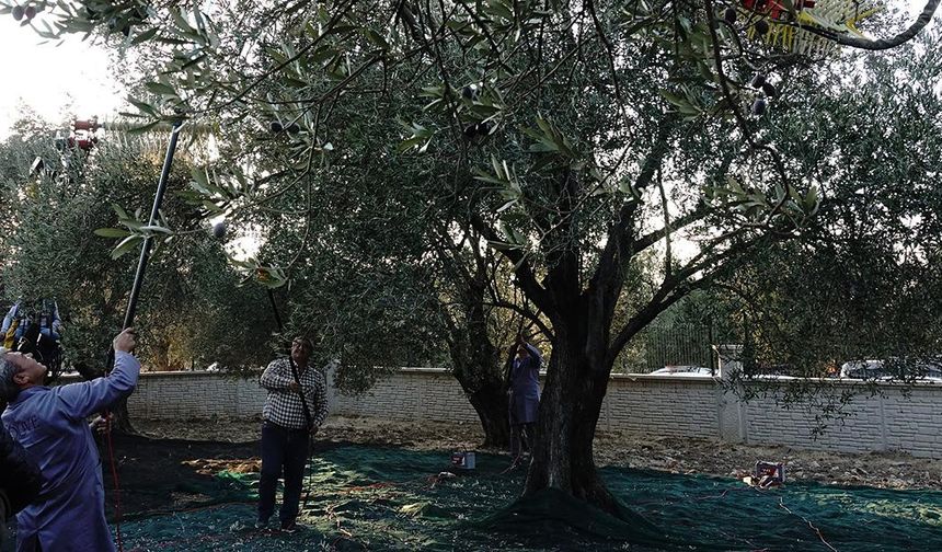 Balıkesir'de yaklaşık 11 asırlık ağaçtan zeytin hasadı