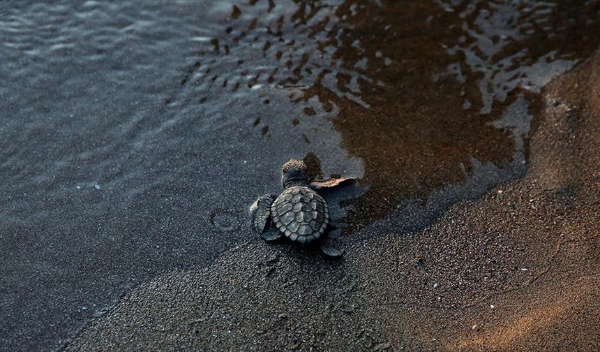 İztuzu Sahili'nde bu yıl yaklaşık 44 bin caretta caretta mavi sularla buluştu