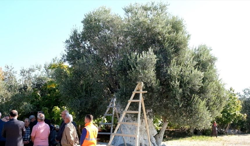 Mersin'de 1300 yıllık anıt ağaçta yetişen zeytinler toplandı