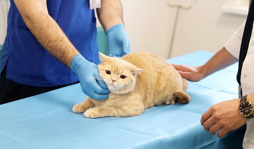 Dişleri kırılan kedi "Hani" kanal tedavisi ve kaplamayla beslenme rutinine kavuştu