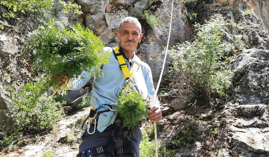 Sarp yamaçlarda kişniş toplayanların zorlu mesaisi