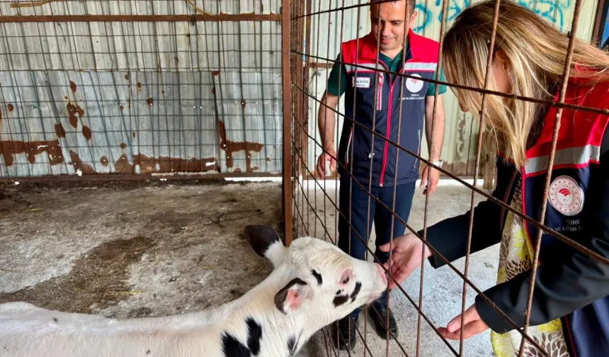 Edirne İpsala hayvancılığında kalite tescillendi