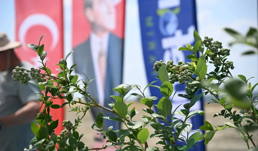 İpsala'da 150 bin yaban mersini dikilecek