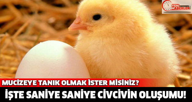 İşte saniye saniye civcivin oluşumu!