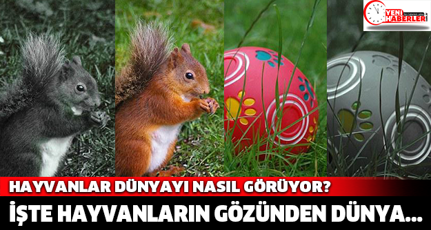 Hayvanlar dünyayı nasıl görüyor?