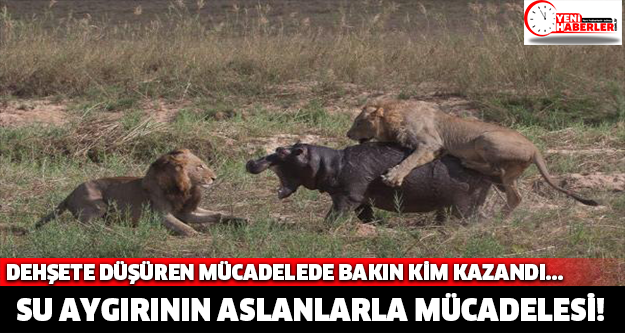 Suaygırının aslanlara karşı hayatta kalma mücadelesi görenleri hayrete düşürdü!